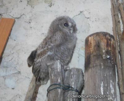 allocco picchio muratore uccelli rapaci birdwatching alla fattoria didattica dell ortica a Savigno Valsamoggia Bologna in Appennino vicino Zocca