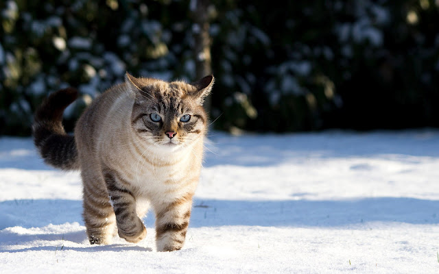 Winter wallpaper with cat in the snow