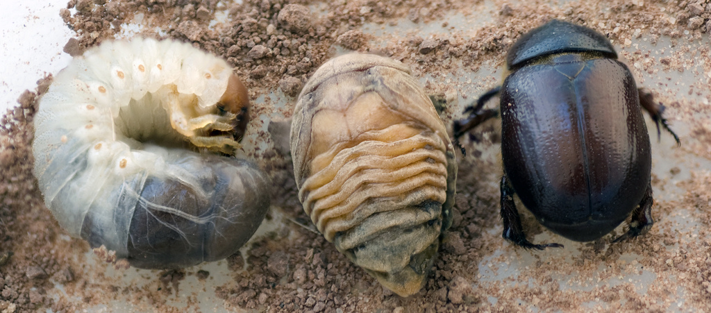 жук навозник тип питания. Catharsius molossus. жук навозник презентация. жук навозник рисунок биология. навозники-землерои.