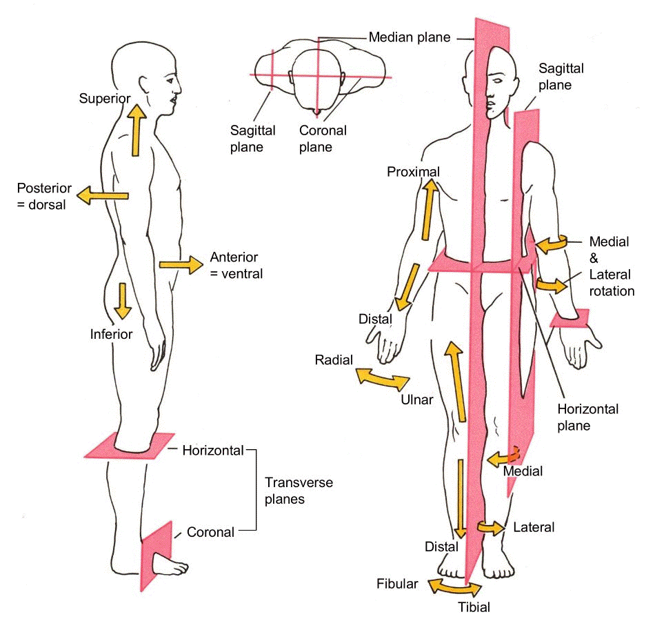 Anatomical Direction and Body Planes (Grades 11-12)