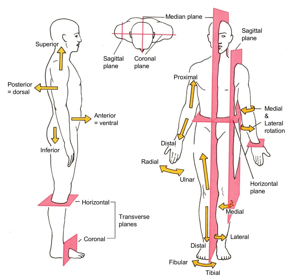 Anatomy and Physiology I Coursework: Anatomical Position and Directions