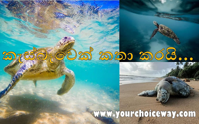 කැස්බෑවෙක් කතා කරයි...🐢🐢🐠🦐🦀 (Kasbawa - A Turtle Speaks) - Your Choice Way