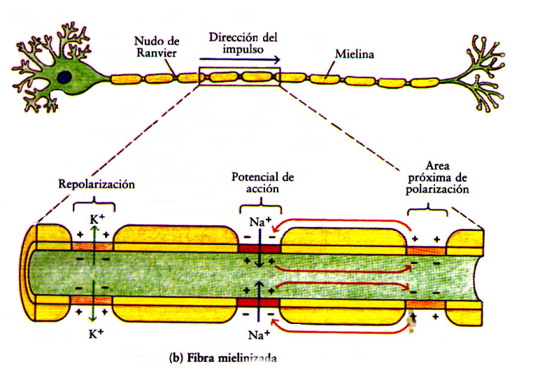 PSICOFISIOLOGÍA Fisiología de la Neurona PSICOFISIOLOGÍA Fisiología de la Neurona