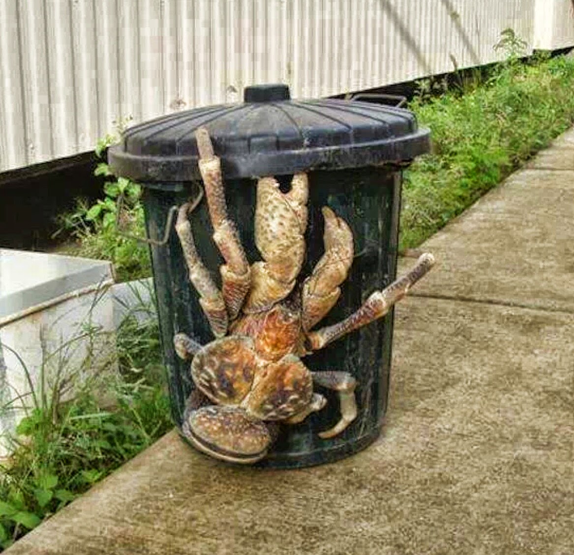 COCONUT CRAB photos wallpapers the fun bank