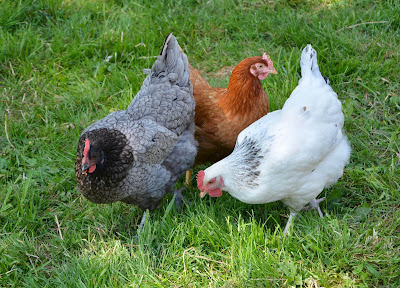 Chickens pecking for insects