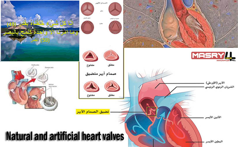 هندسة صمامات القلب الطبيعية والصناعية masrynews4all