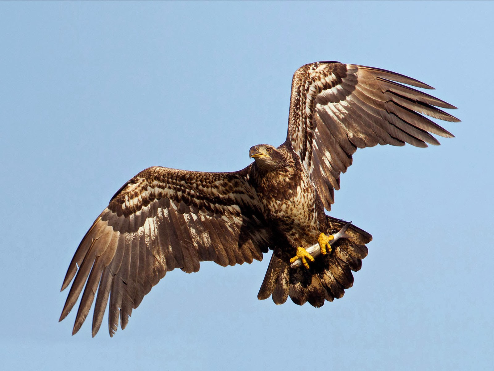 Eagle eagle