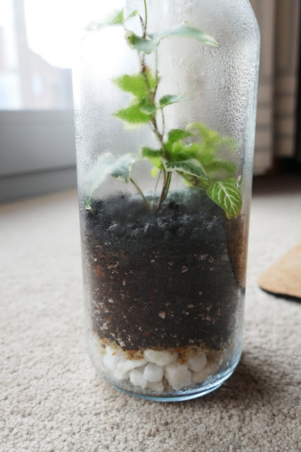 How To Build Your Own Terrarium At Home, DIY Terrariums Shop Review, DIY Terrariums Shop etsy, terrarium kits cheap uk, terrarium kit uk, closed terrarium kit, etsy terrarium kit How To Build Your Own Terrarium At Home, DIY Terrariums Shop Review, DIY Terrariums Shop etsy, terrarium kits cheap uk, terrarium kit uk, closed terrarium kit, etsy terrarium kit