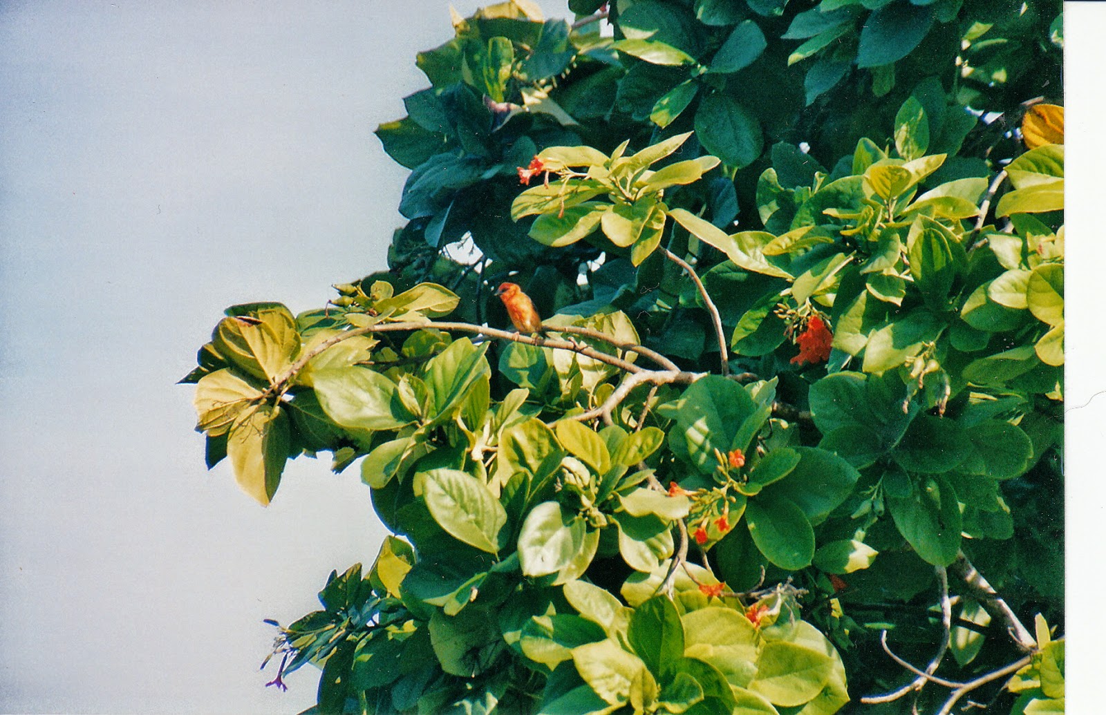 Seychelles Mahè 