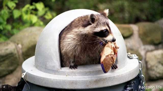 Raccoon Diet is a Fundamental Factor in Health.