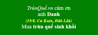 Trùn quế 19/8, Cư Kuin