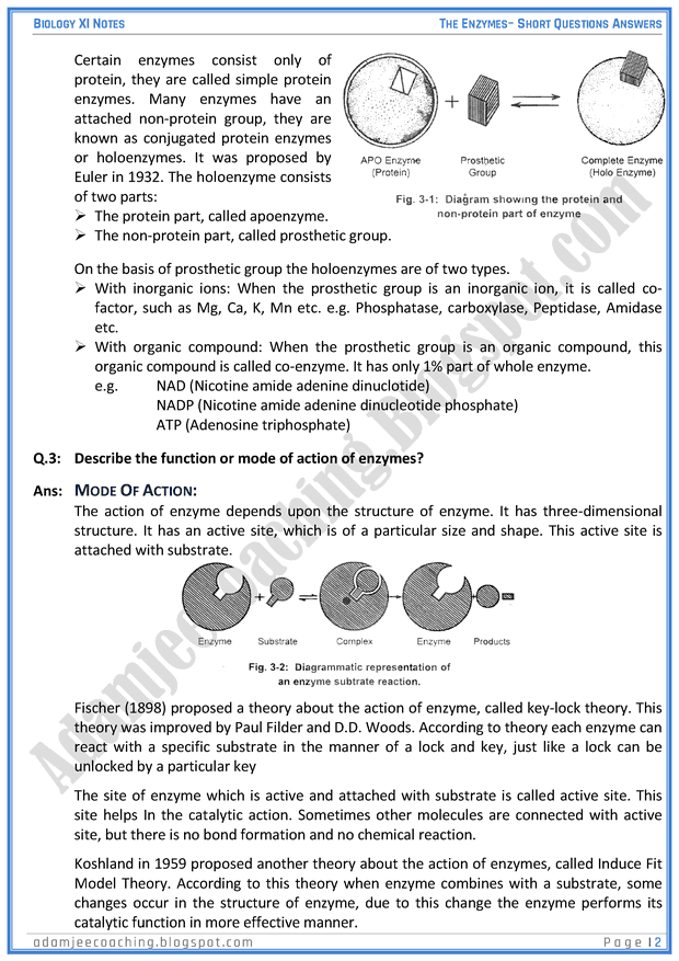 Adamjee Coaching The Enzymes Short Question Answers Biology 11th