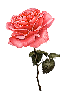Botanical Flowers | floral designs | Watercolor Illustration | PNG Free ...