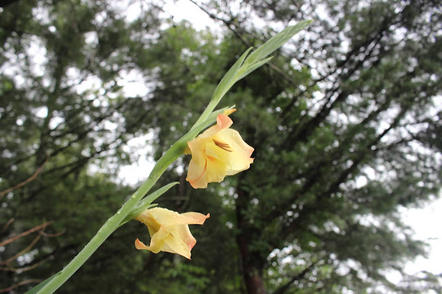 yellow apricot gladiolus leans over the road