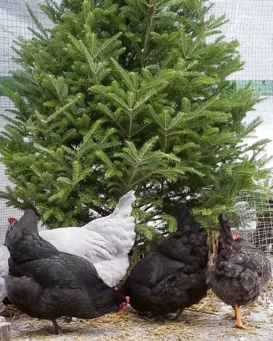 How to Winterize your Chicken Run Fresh Eggs Daily® with Lisa Steele