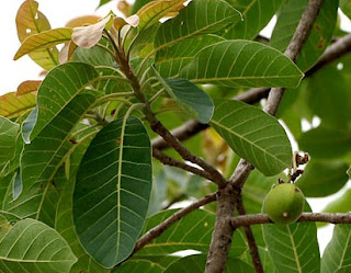 Manfaat Tanaman Mahua (Madhuca longifolia J. Konig J.F. Macbr.) Tanaman mahua adalah tanaman pohon yang sering kita jumpai berada disekitar kita Manfaat Tanaman Mahua (Madhuca longifolia J. Konig J.F. Macbr.)