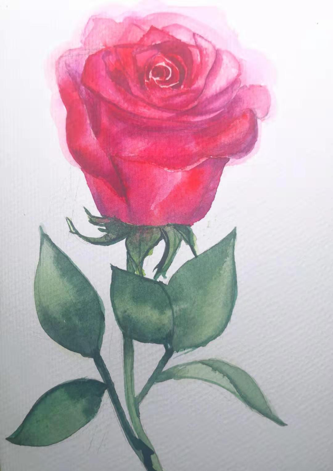 How to paint a rose in watercolor