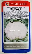 Cauliflower Snow Waltz, Bunga Kol Snow Waltz, Kembang Kol Snow Waltz, Jual Bunga Kol Snow Waltz Murah, Jual Kembang Kol Snow Waltz Murah, Jual Cauliflower Snow Waltz Murah, Bunga Kol Dataran Rendah, Takii, Takiis, Takii Seed, Lmga Agro