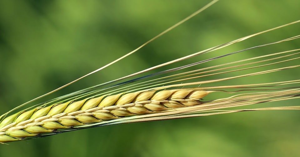 Barley, The Super Grain Health Benefits, Side Effects & How to cook