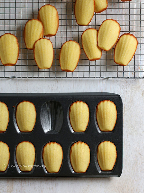 adventurelicious a food and travel blog lemon madeleines a madeleine baking sheet