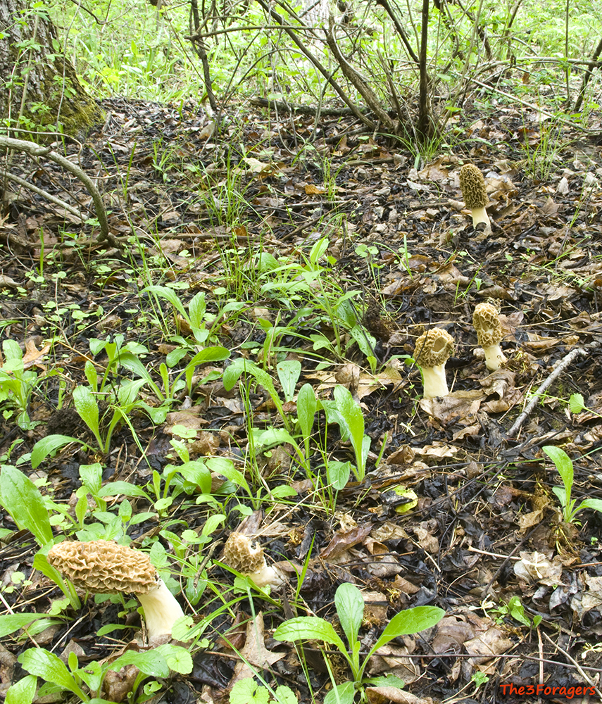 The 3 Foragers Foraging for Wild, Natural, Organic Food Connecticut
