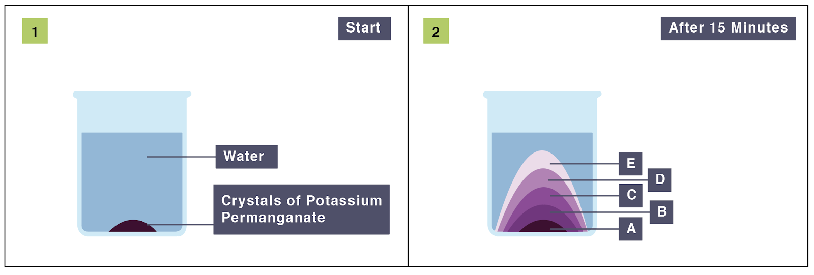 IGCSE Biology 2017 2.17 Practical Describe Experiments to