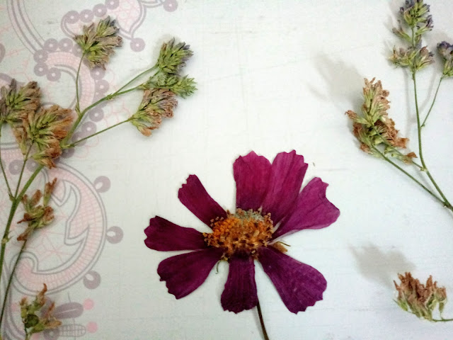 Flores de alfalfa prensadas, flor grande de ocho pétalos prensada para hacer manualidades