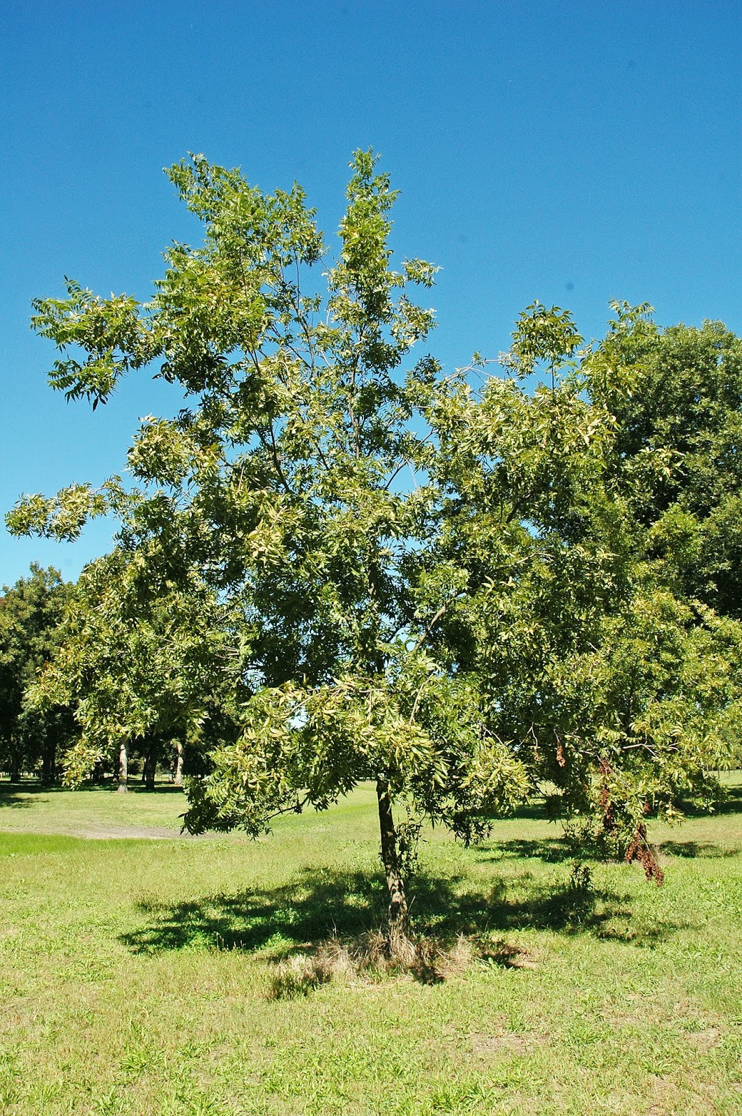 Northern Pecans A tree can produce too many pecans