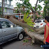 Pohon Tumbang Depan Rumdin Wawako Timpa Dua Mobil Warga