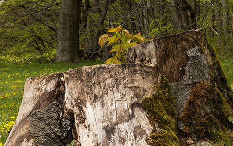 Kill and stop tree stumps from growing sprouts and new trees