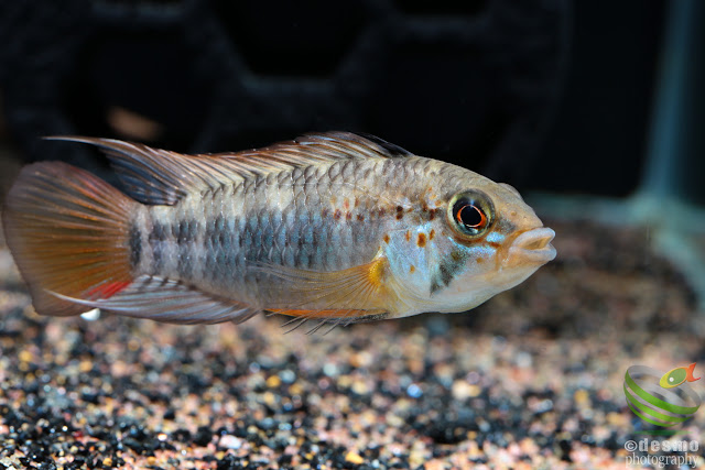 Apistogramma sp. manacacias (A. cf. hoignei)