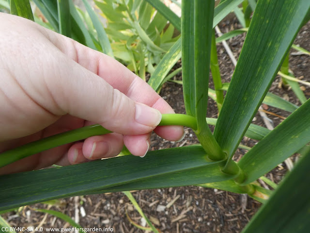 A white hand reaches in to snap off the scape as low down as possible into the top of the garlic plant.