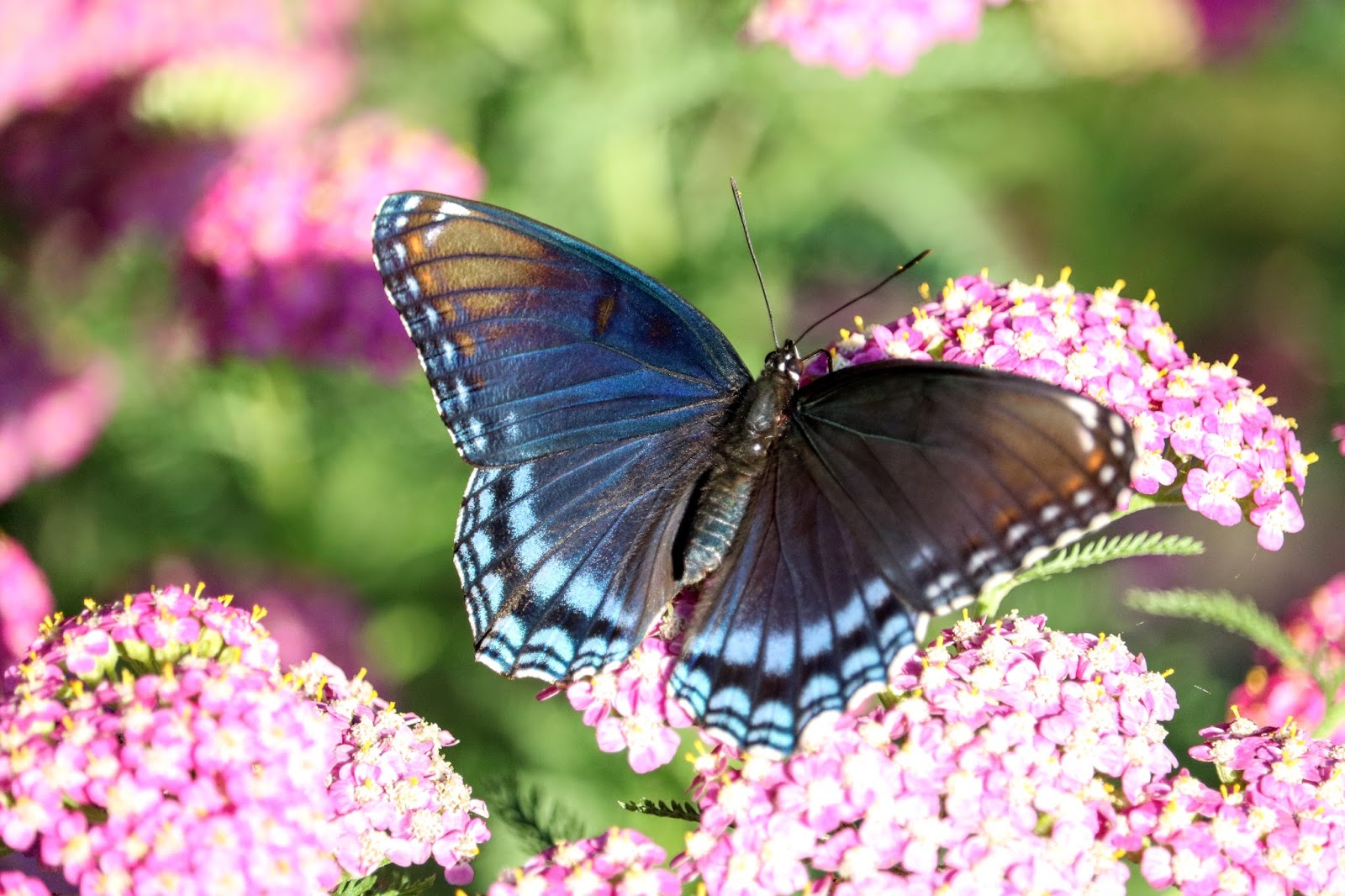 Christian Images In My Treasure Box Redspotted purple butterfly 3