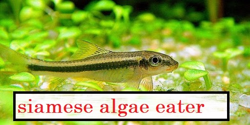 siamese-algae-eater.jpg