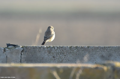 Collalba desértica (Oenanthe deserti)