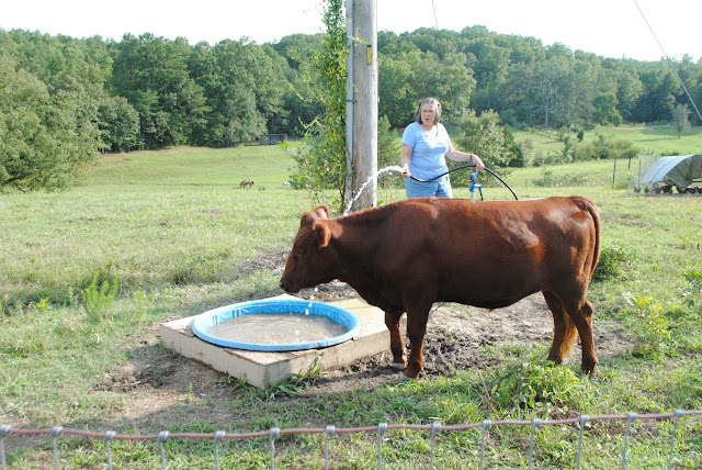 Adventures on Zephyr Hill Farm: The Cost of Raising a Steer: How Much