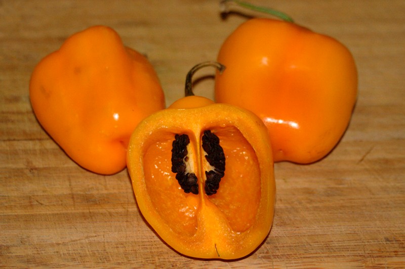 Chile manzano (Capsicum pubescens) Chile manzano (Capsicum pubescens)