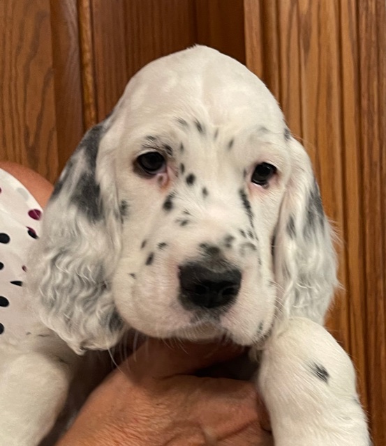 Linwood English Setters Puppies