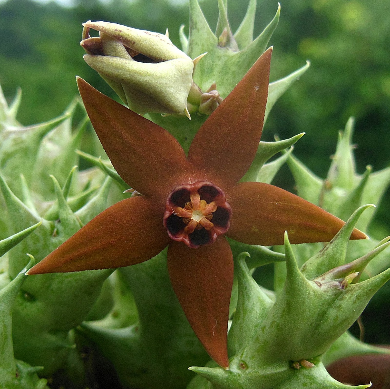 A flower with a very 'manly' scent