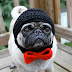 14 Reasons Pugs Are Not The Friendly Dogs Everyone Says They Are