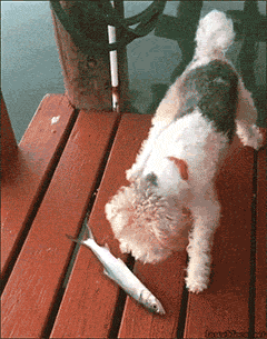 GIF des Tages : Karma is a bitch - auch bei Hunden ;)