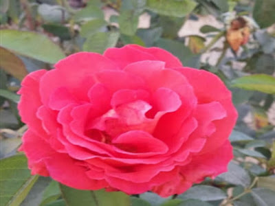 free rose day 2020 images