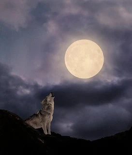 Iarna, mai ales in ianuarie, lupii urla mai mult si mai des pentru ca e perioada de imperechere