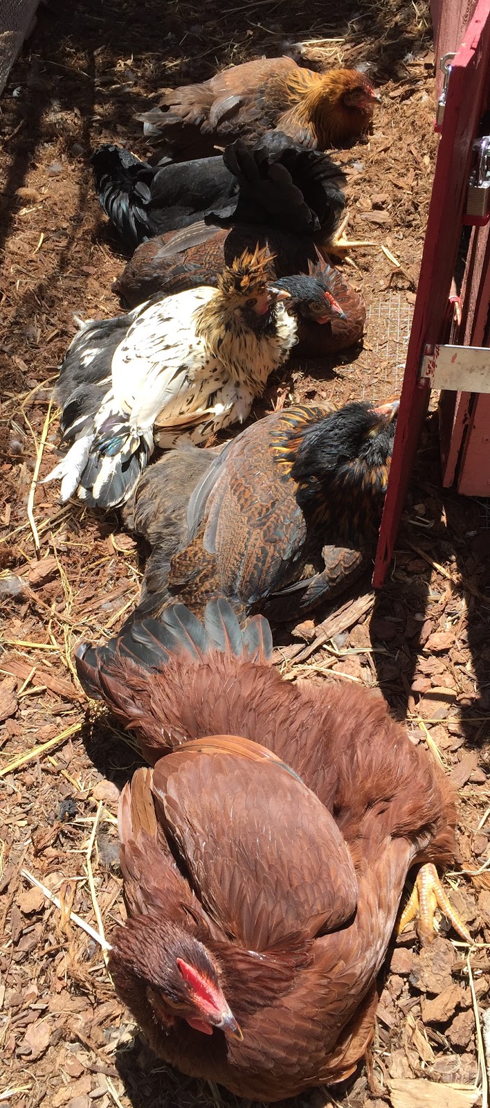 Grow, Make, Learn, Thrive Sunbathing chickens