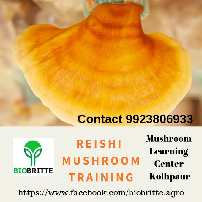 Reishi mushroom training-mushroom learning center kolhapur
