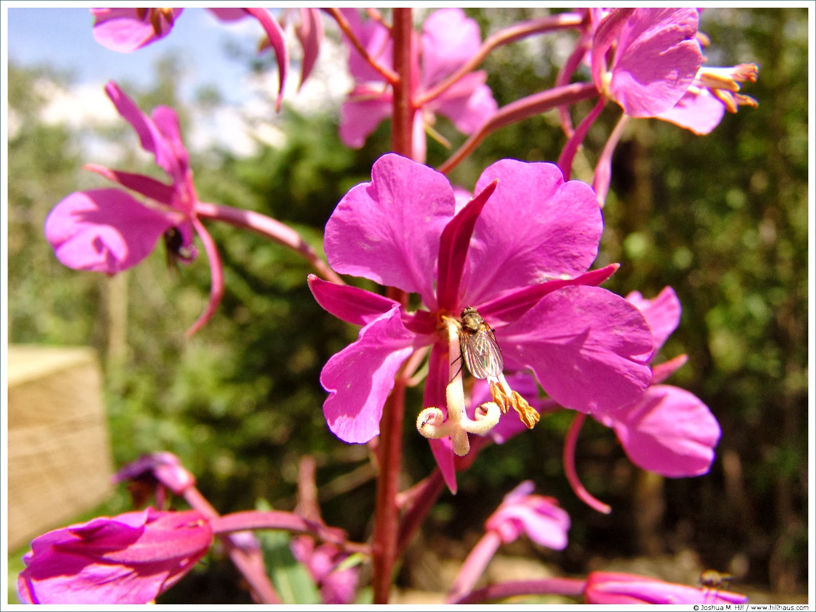 Flower Homes Flowers of Canada's Provinces and Territories