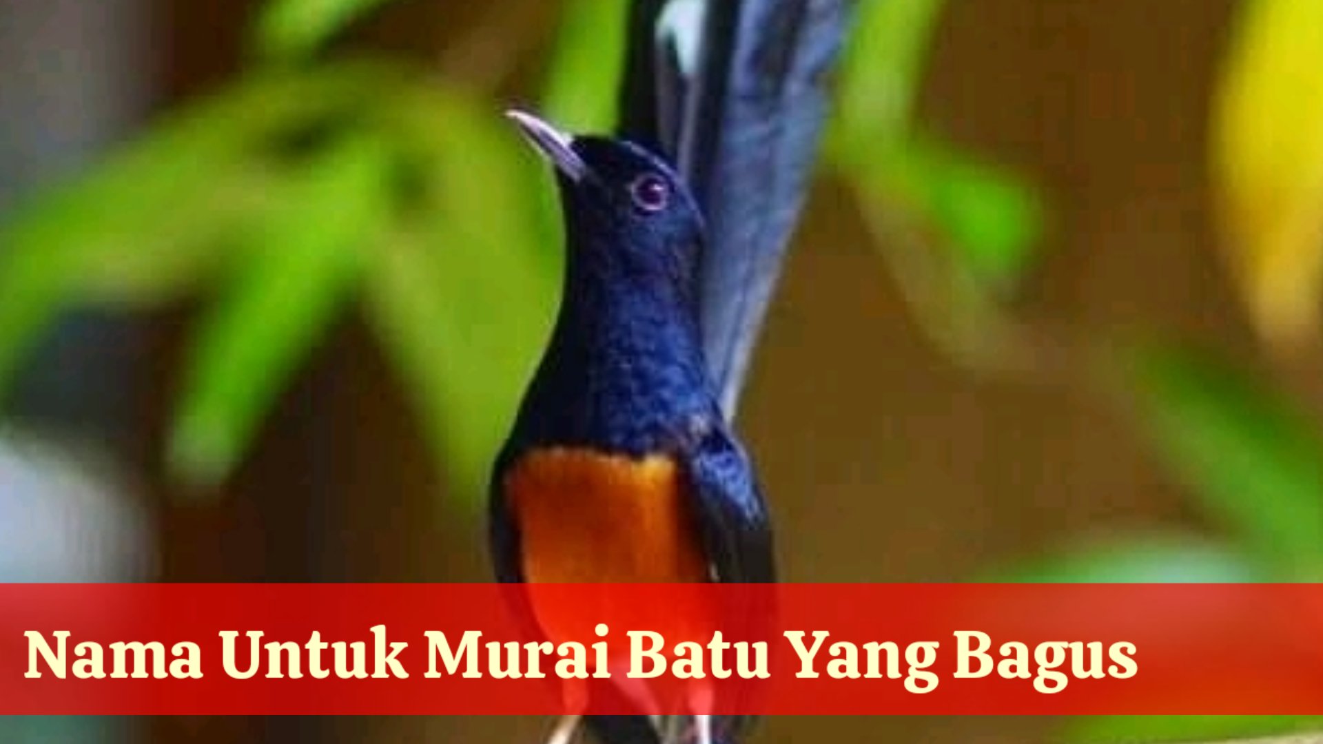 77 Nama Burung Murai Yang Bagus Lengkap Sama Arti Biar Cepat Gacor Dan Juara - TABIR DAKWAH