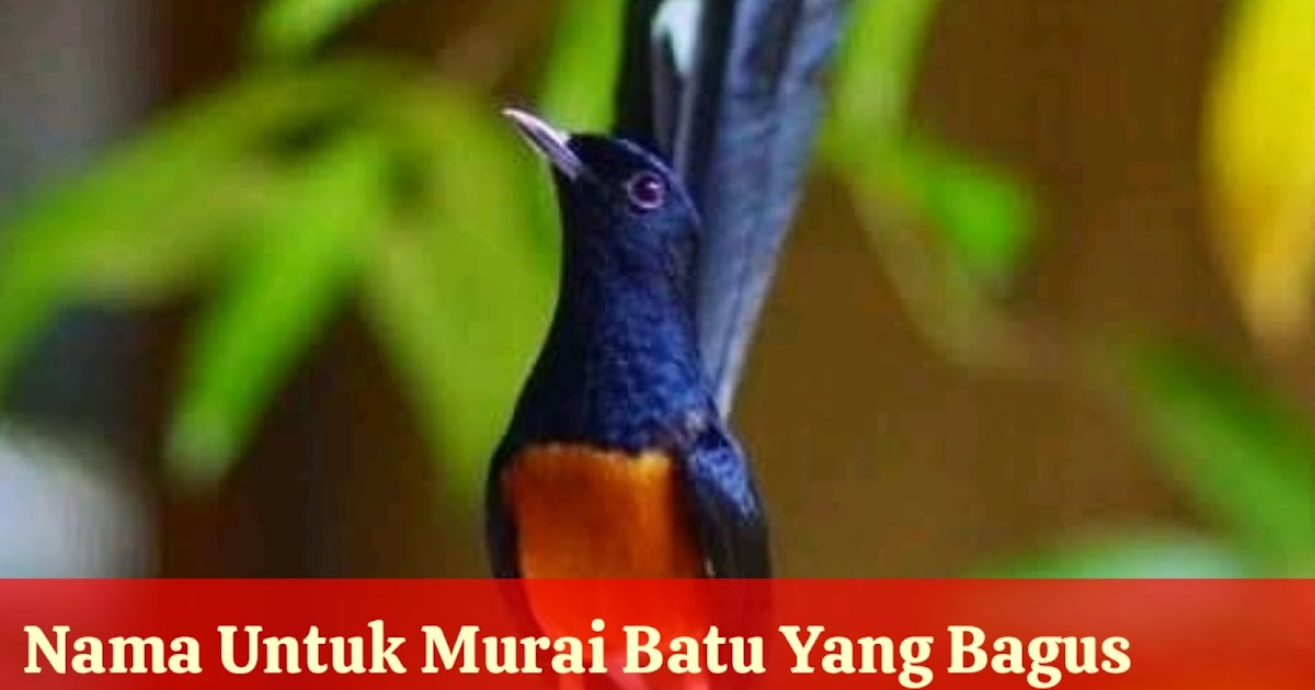 77 Nama Burung Murai Yang Bagus Lengkap Sama Arti Biar 77 Nama Burung Murai Yang Bagus Lengkap Sama Arti Biar
