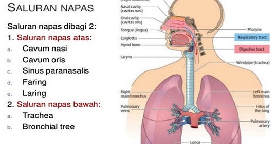 mesothelioma-attorney-illinois mesothelioma-attorney-illinois