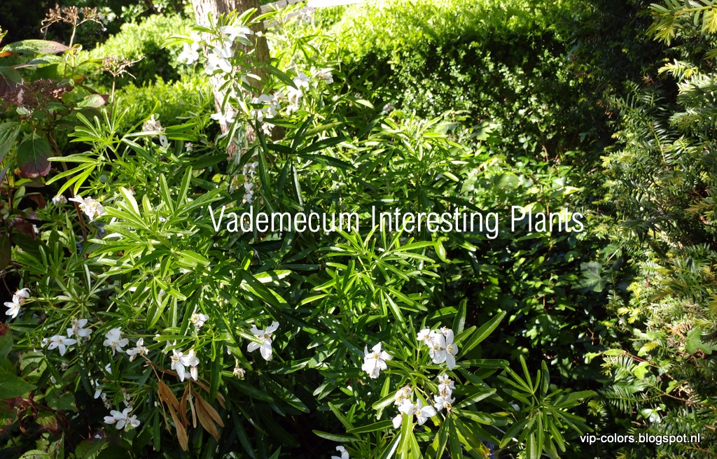 The Garden Of Eaden July 2016